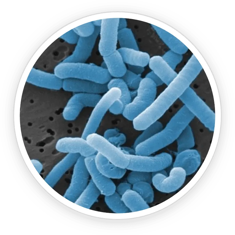ProDentim Ingredient 1