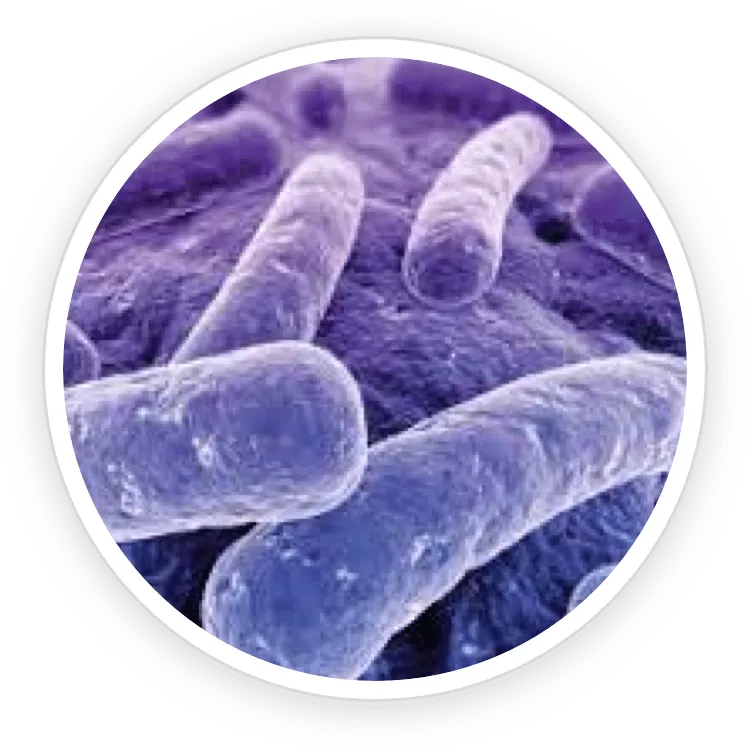 ProDentim Ingredient 2