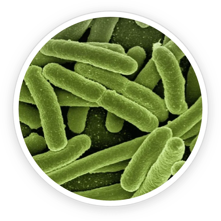 ProDentim Ingredient 3